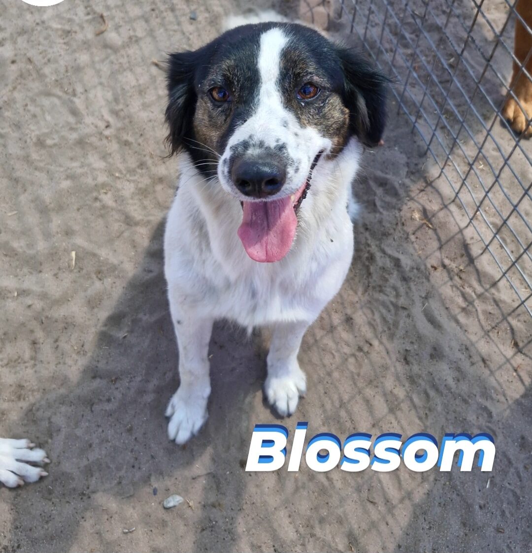 Blossom