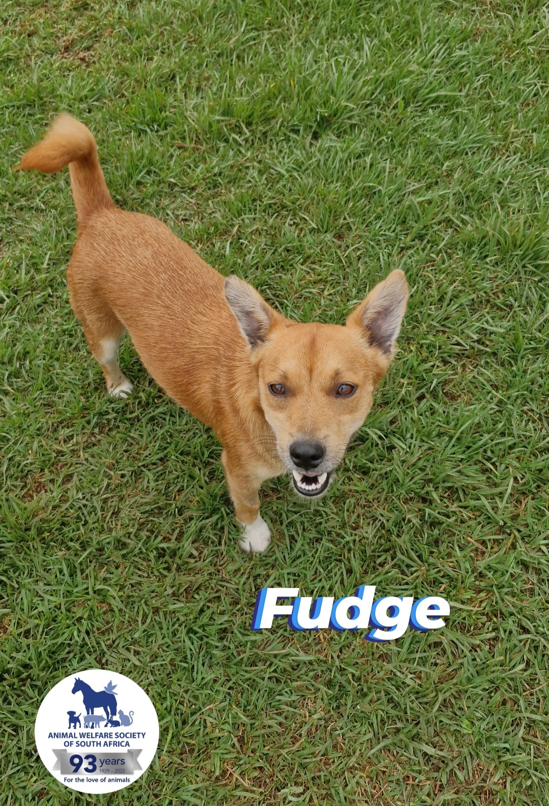 Fudge