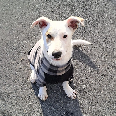 Marshall