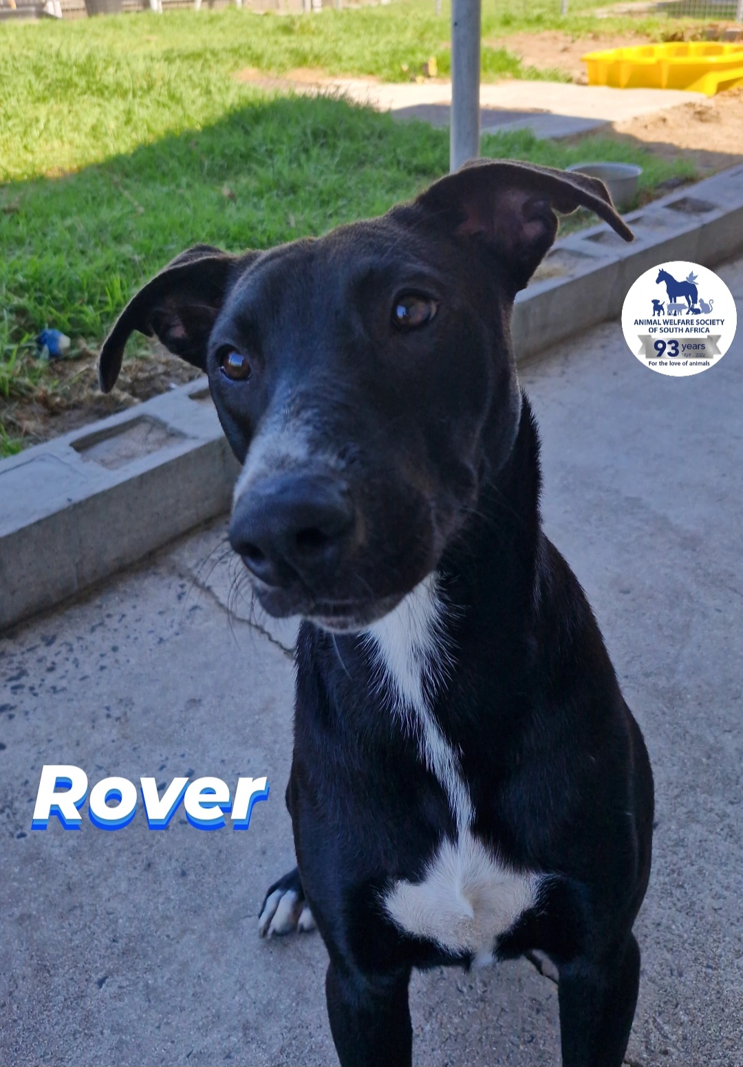 Rover