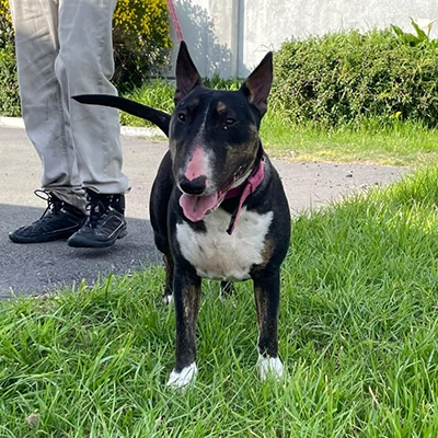 Roxy