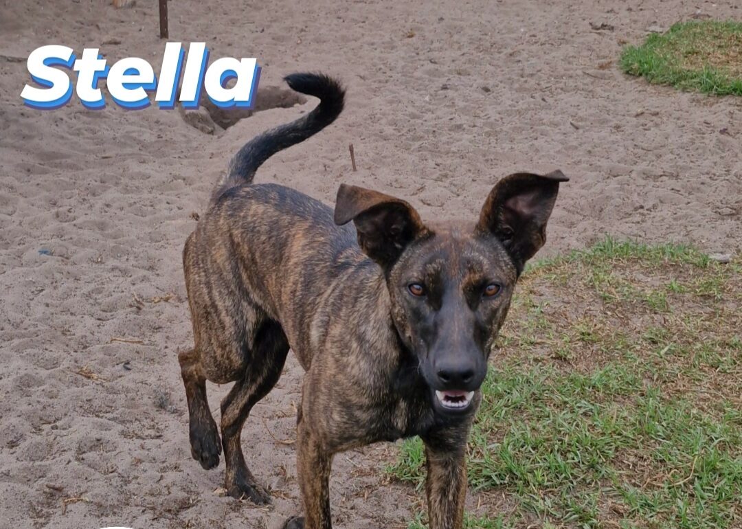 Stella