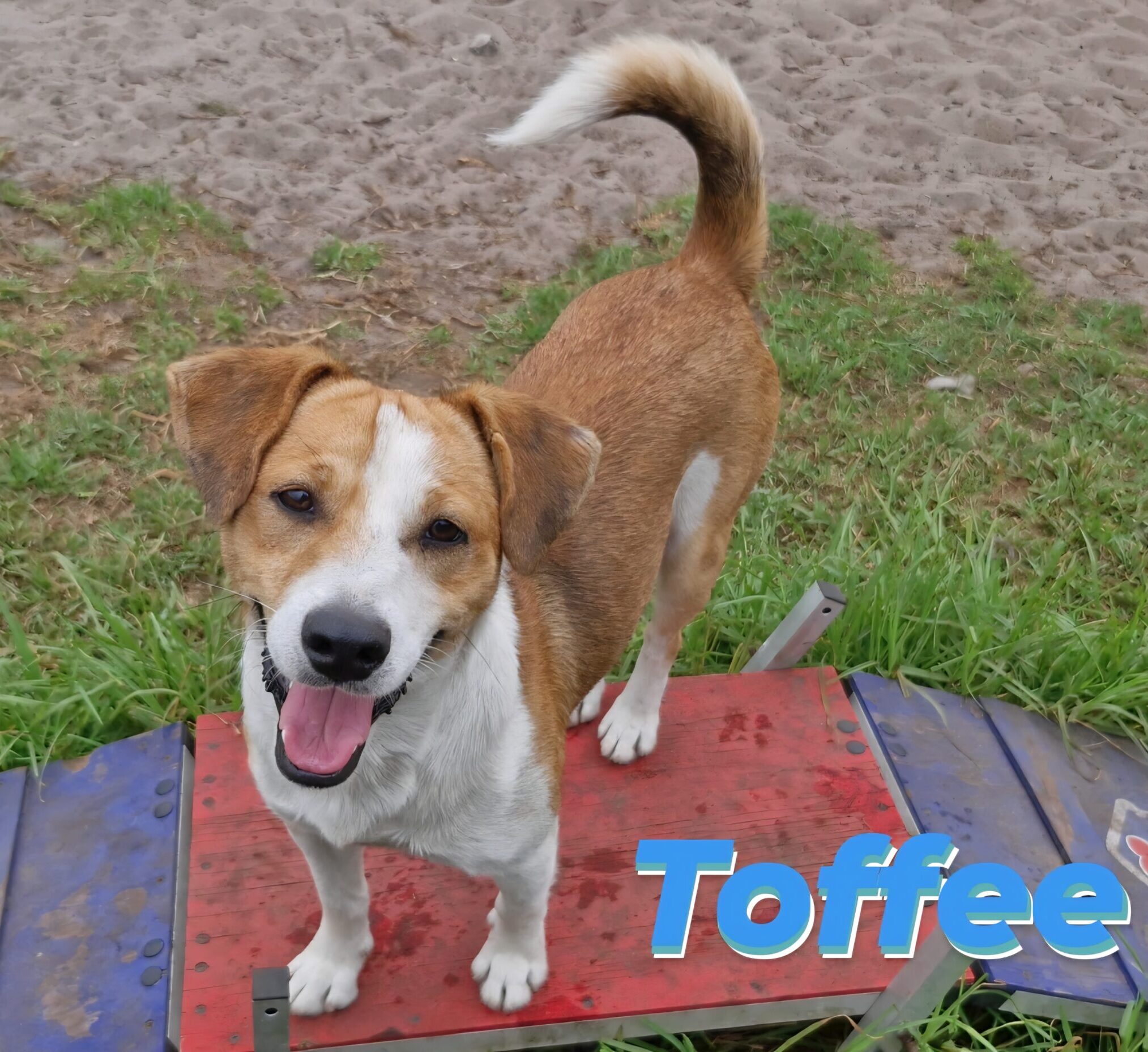 Toffee