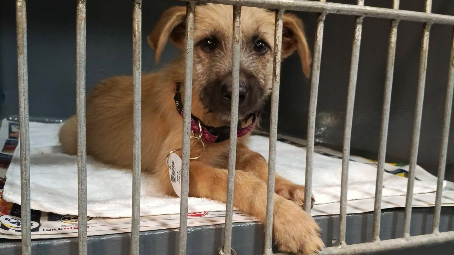 𝟭𝟵𝟮 𝗱𝗼𝗴𝘀 𝗮𝗻𝗱 𝗰𝗮𝘁𝘀 𝘀𝘁𝗲𝗿𝗶𝗹𝗶𝘀𝗲𝗱 𝗶𝗻 𝗷𝘂𝘀𝘁 𝗼𝗻𝗲 𝗱𝗮𝘆.